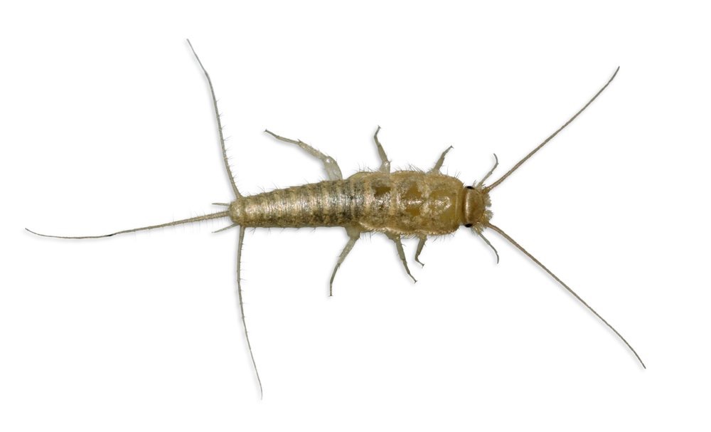 silverfish image