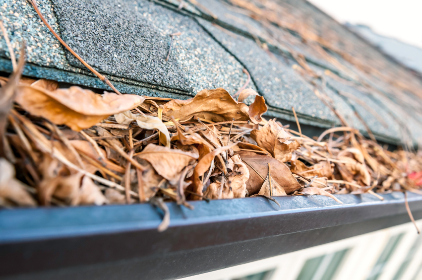 leaves in gutters