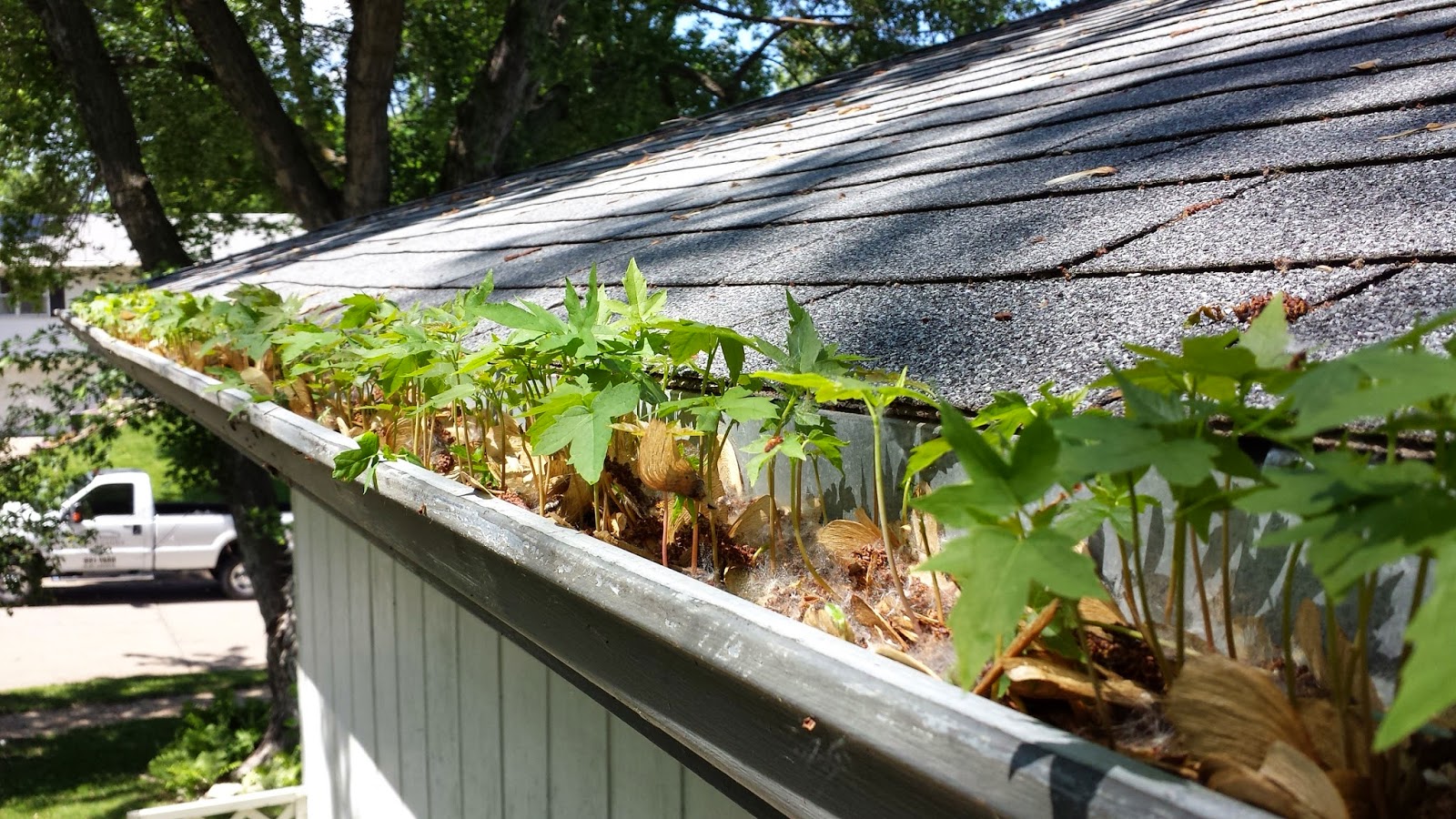 Maple Trees Gutter